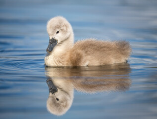 Beautiful fluffy feathers cute grey mute swan cygnet reflecting in blue water of lake. Spring...