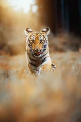 Stoff pro Meter tiger in the wild © Sangur