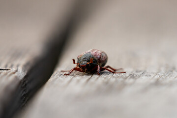 cockchafer, May beetle, in summer