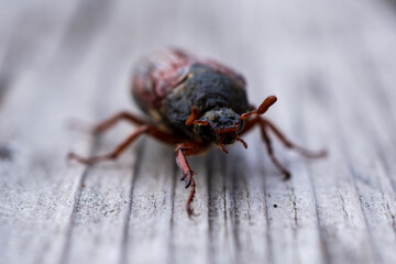 cockchafer, May beetle, in summer