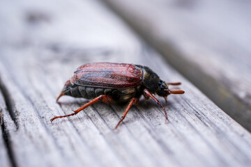 cockchafer, May beetle, in summer
