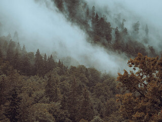 Misty clouds rise up from a pine forest. The heavy mist rises up through the dense pine forest on a cold heavy autumn day.