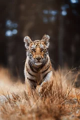 Schilderijen op glas portrait of a tiger © Sangur