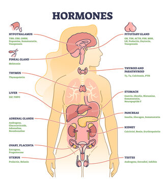 Hormones with human body organs and labeled chemical titles outline diagram. Medical glands location and collection with inner thymus, adrenal, uterus, pancreas and thyroid parts vector illustration.
