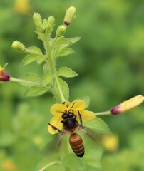 A bee perched on a flower