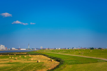 Stohballen on the field and sheep on the dike of Bremerhaven / Germany  - obrazy, fototapety, plakaty
