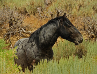  a beautiful  grey wild horse  grazing the prairie in  summer in sandwash basin, near maybell, in...