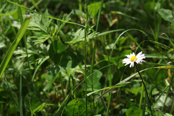 Natural Bellis Perennis Macro Photo © Recep