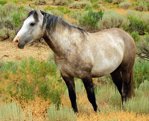 Fototapeta premium a mare in the wild horse herd that roams the remote prairie of the sand wash basin near maybell, in northwestern colorado 