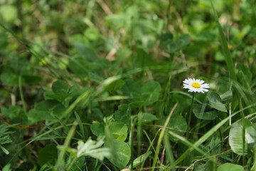 Natural Bellis Perennis Macro Photo © Recep