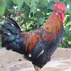 Chicken hen cute posing vector imagecute posing vector image