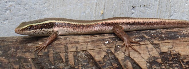 Lizard crawling on the stick