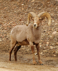  rocky mountain  bighorn sheep ram standing on the trail   in waterton canyon. In Littleton, ...
