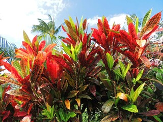 colorful  tropical croton foliage in kauai, hawaii       © Nina