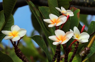  closeup of a pretty  plumeria flowering tree in Kauai, hawaii