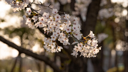 spring blossom in spring