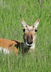 close up of injured pronghorn resting in the  meadow in grand teton national park, wyoming
