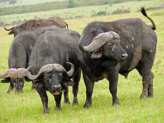 Obraz premium dangerous cape buffalo grazing in a green savannah in maasai mara game reserve, in narok, kenya, east africa