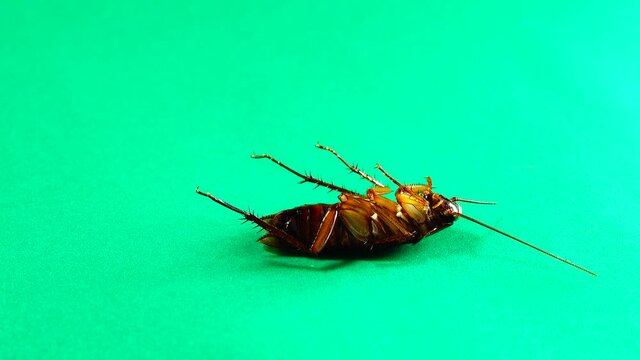 cockroach. American cockroaches on green background. cockroaches eating leftovers. closeup cockroach isolated. close up American cockroach. insects, insect, bugs, bug, animals, animal. health, hygiene