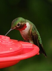 close up of cute male board tailed hummingbird  drinking nectar at a red hummingbird feeder in broomfield, colorado