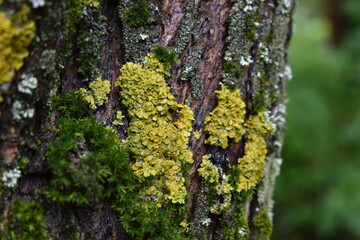 Moss on a willow tree