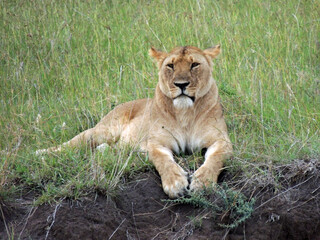 Fototapeta na wymiar beautiful lioness sitting in the grass by the road in maasai mara wildlife reserve, kenya, east africa