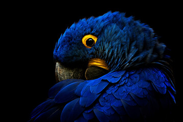 Hyacinth macaw portrait © Sangur
