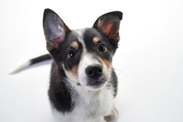 funny border collie puppy. happy dog is grinning, playing 