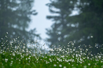 Obraz na płótnie Canvas a meadow on the moutains in a high moor with the beautiful eriophorum flowers in summer