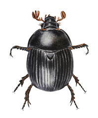 Dung beetle, scarabaeus. Watercolor illustration. Hand drawn. Closeup.  - obrazy, fototapety, plakaty
