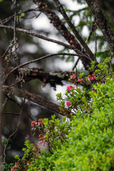 The red color in summer on the mountains brings the beautiful alpine rose, rhododendron ferrugineum
