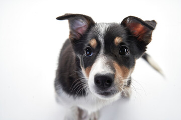 funny border collie puppy. happy dog is grinning, playing 