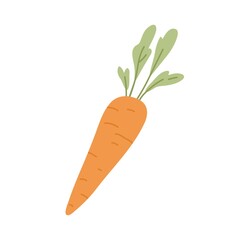 Carrot with tops. Orange tuber and leaf of fresh raw root vegetable. Sweet vegetarian food. Colored flat vector illustration of crunchy veggie isolated on white background - obrazy, fototapety, plakaty