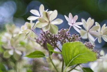 可愛い花びら