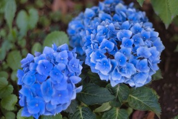 青い二つの紫陽花