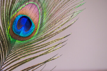 Fototapeta premium a closeup of a colorful peacock feather 