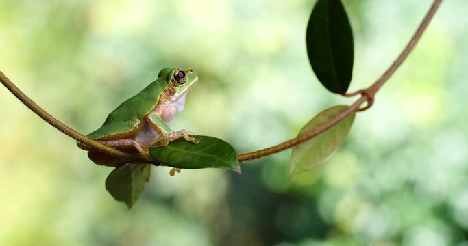 Video of a tree frog clinging to a vine.
It jumps.
