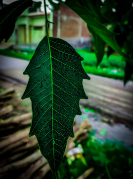 leaf on a tree focus on leaf.