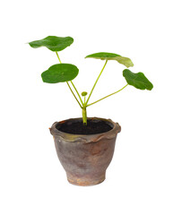 Buddha belly plant, bottleplant shrub,(Jatropha podagrica)