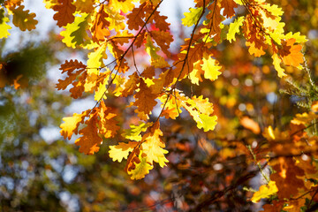 Beautiful autumn landscape with yellow trees and sun. Colorful foliage in the park. Falling leaves natural background, Sunny warm september october day