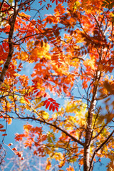 Beautiful autumn landscape with red yellow rowan trees on blue sky, sunny day. Colorful foliage in the park. Falling leaves natural background, Sunny warm september october day