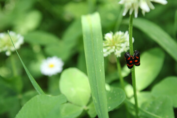 cercopis vulnerata red insect photo