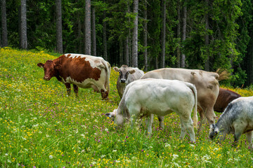Fototapeta na wymiar cows are grazing on a meadow with wild flowers 