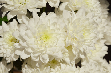white chrysanthemums. beautiful lush flowers. a bouquet in a vase.