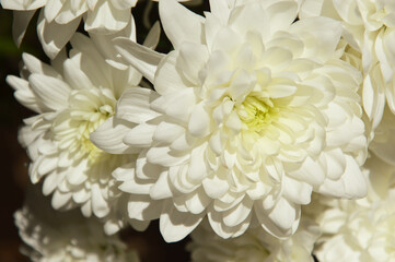 white chrysanthemums. beautiful lush flowers. a bouquet in a vase.
