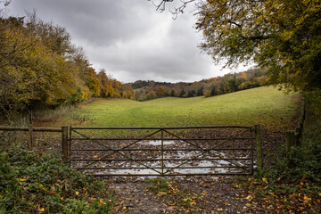 A gate in leading into a farmer's field lined with trees showing seasonal autumnal colours of brown and orange
