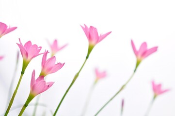 closeup pink zephyranthes flowers and green leaves on natural daylight blur background. Selective Focus