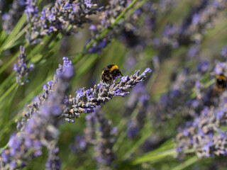 Hummel auf Nahrungssuche