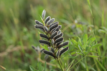 Seeds of narrow leaved lupin, Lupin plant producing seed