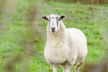 Obraz premium North of England or North Country Mule sheep on a farm in North Wales in the winter